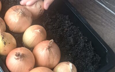 Zielony ogródek przy oknie- w oczekiwaniu na wiosnę